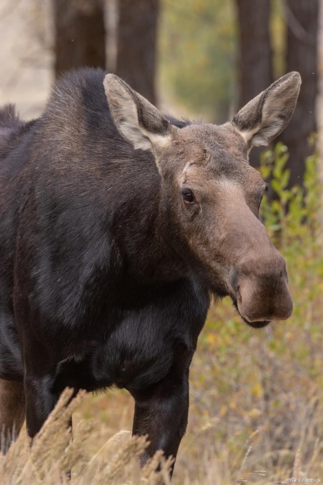 四不像王中王一肖中特,神秘现象与探索,神秘现象探索揭秘,四不像王中王一肖独特现象研究