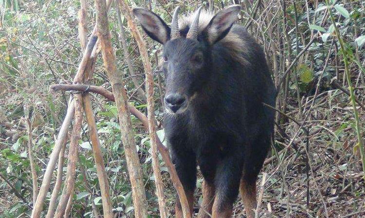 王中王四不像中一肖,神秘与探索,王中王四不像的神秘探索之旅