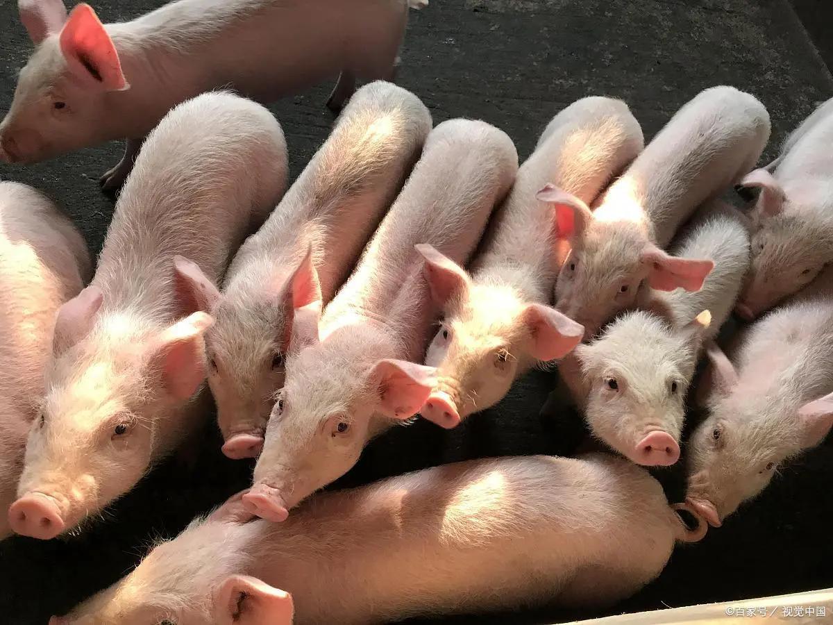 直-11直升机的多重作用,空中力量的关键一环,直-11直升机,空中力量的核心,多重角色的战略支柱