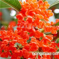 澳彩状元红97049cm查询,探索彩票世界的神秘与机遇,澳彩状元红97049cm查询,揭秘彩票世界的神秘与无限机遇