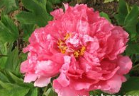 澳彩状元红97049cm查询,探索彩票世界的神秘与机遇,澳彩状元红97049cm查询,揭秘彩票世界的神秘与无限机遇