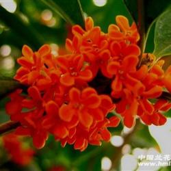 澳彩状元红97049cm查询,探索彩票世界的神秘与机遇,澳彩状元红97049cm查询,揭秘彩票世界的神秘与无限机遇