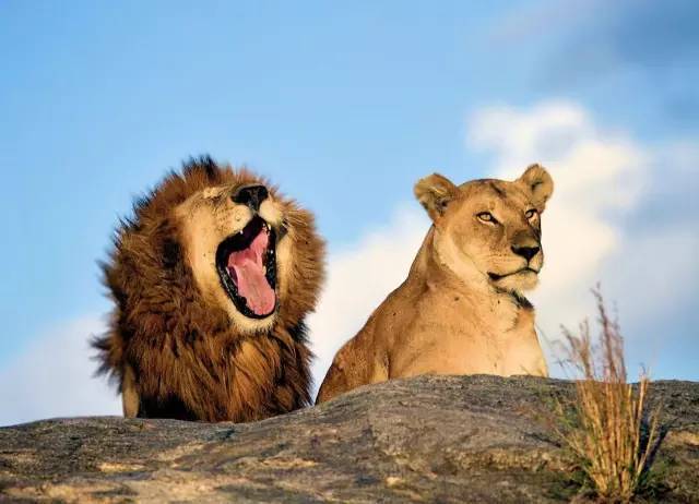 王中王四不像必正一肖——探寻神秘文化符号背后的深意,探寻神秘文化符号王中王四不像必正一肖背后的深意