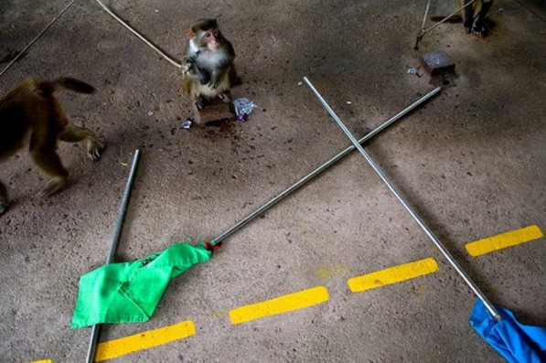 管家婆一码一肖资料免费公开