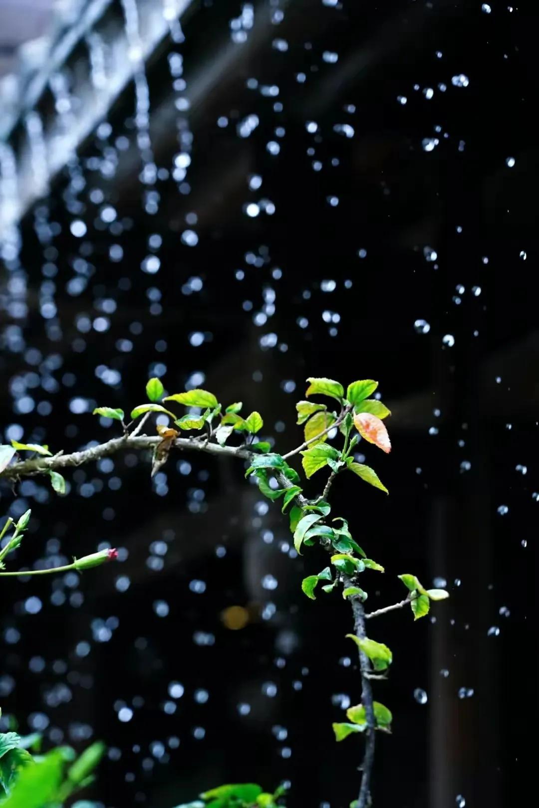 今日雨水图片，自然之美与情感的交融，今日雨水图片，自然之美与情感的完美交融