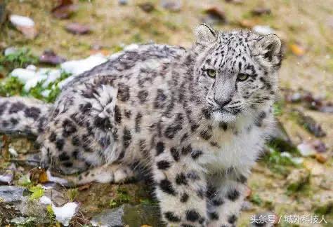 武警雪豹突击队级别解析,武警雪豹突击队级别详解