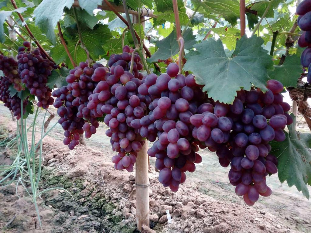 山东舰在大连下水的原因分析,山东舰在大连下水的原因深度解析