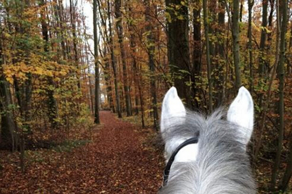 刘伯温四肖选一