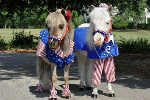 王中王一马中特二肖,探寻成功背后的秘密,探寻王中王一马中特二肖成功背后的秘密