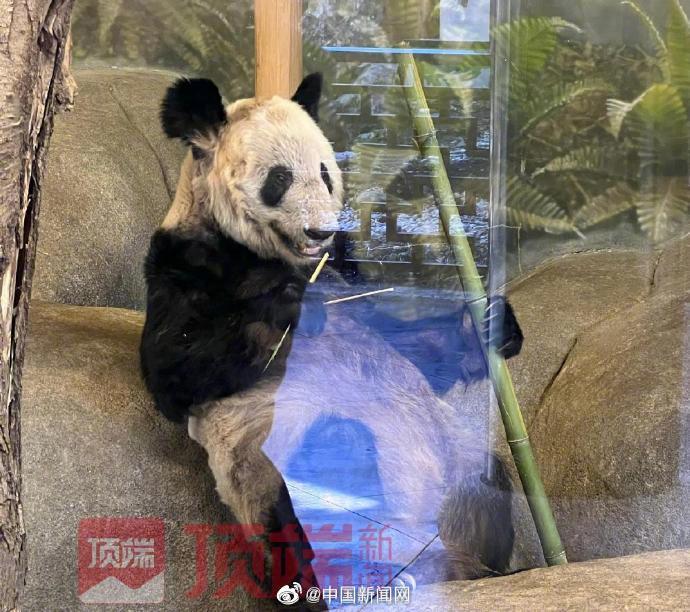 最新消息揭秘，熊猫丫丫是否已经回国？，熊猫丫丫最新消息，是否已回国揭晓？