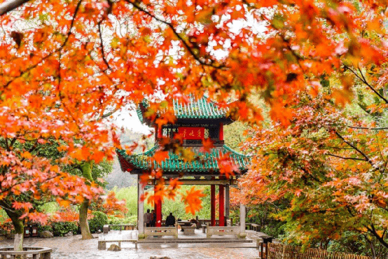 新澳门资料大全正版资料2023免费下载,探索与解析家野中特的奥秘,澳门正版资料探索与解析,家野中特的奥秘(2023免费下载版)