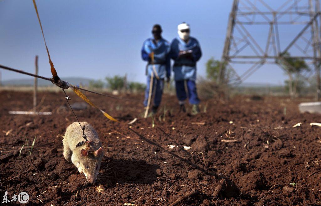直-20航程及作战半径，揭示中国新一代通用运输直升机的实力，直-20运输直升机航程与作战半径揭示新一代通用直升机的强大实力