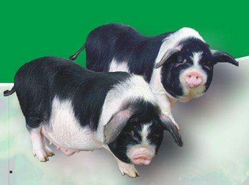 花猪王中王平特一肖,传奇故事中的王者与命运之轮,传奇王者花猪王中王与命运之轮的旋转