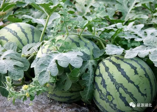 长津湖西瓜独播,一场视听盛宴的呈现与解读,长津湖西瓜独播,视听盛宴的全面呈现与解读